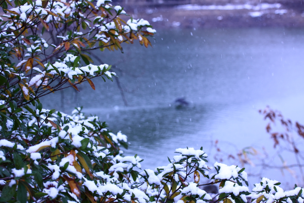 ♫雪が降る♫ 鳥は遊び...(^o^)