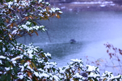 ♫雪が降る♫ 鳥は遊び...(^o^)