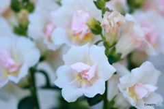 咲き誇っています(^o^)