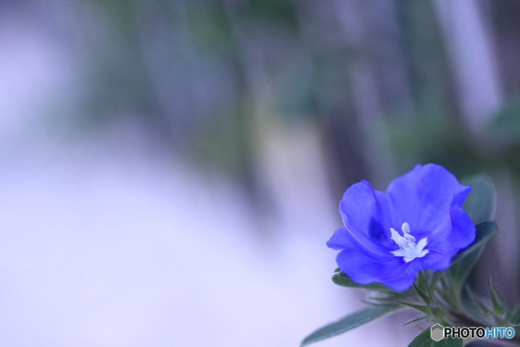 アメリカンブルー