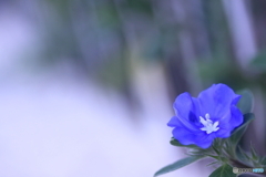 アメリカンブルー