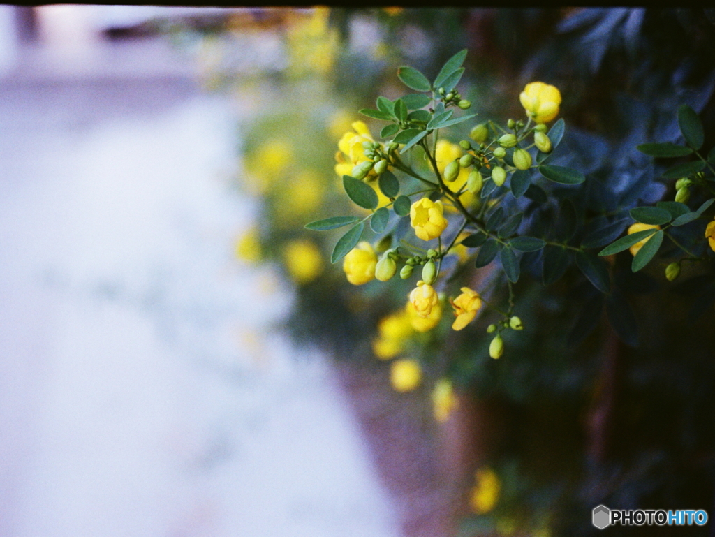 黄色い花咲いてました(=^・^=)film