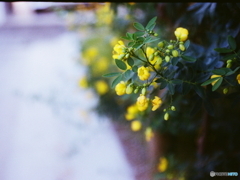 黄色い花咲いてました(=^・^=)film