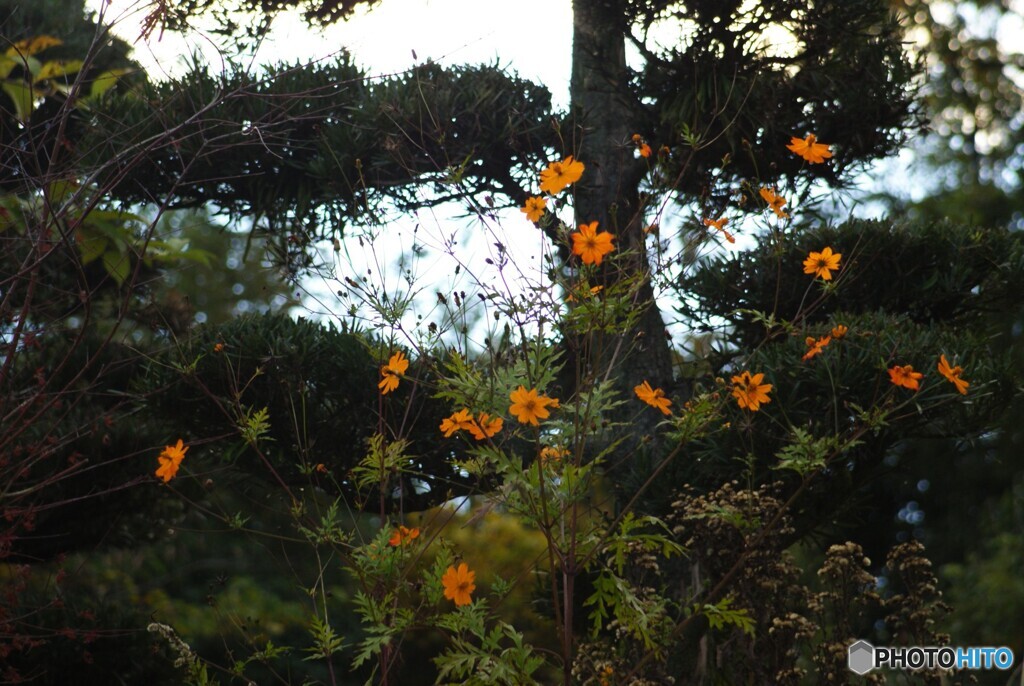 庭の黄花コスモス(^o^)
