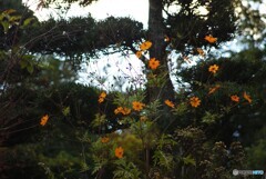 庭の黄花コスモス(^o^)