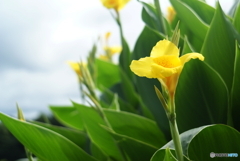 黄色いカンナ(^o^) 黄色いカンナ(^o^)