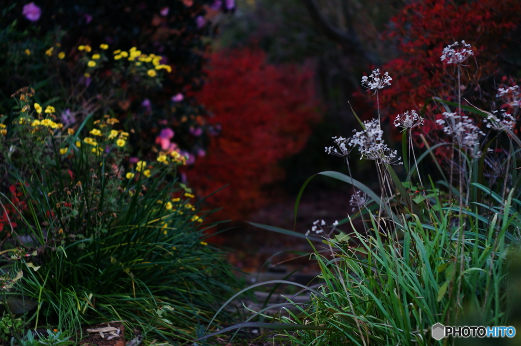 甘い口づけ　遠い思い出(=^・^=)