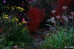 甘い口づけ　遠い思い出(=^・^=)