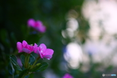 ♫もうじき灯りともるでしょう〜私鉄沿線(^o^;