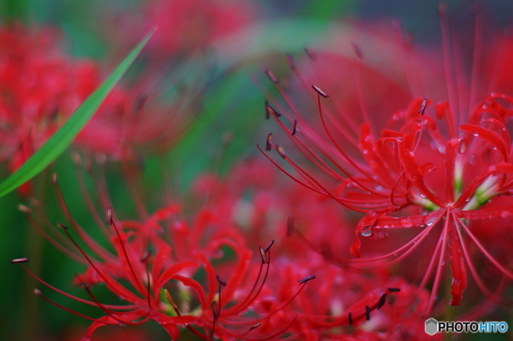 Canon Planarで撮影(=^・^=)t