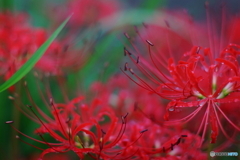 Canon Planarで撮影(=^・^=)t