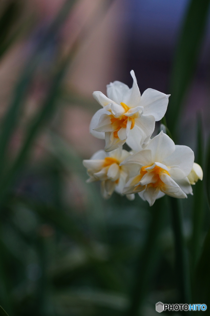 最終回/寒さの中で(=^・^=)