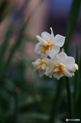 最終回/寒さの中で(=^・^=)