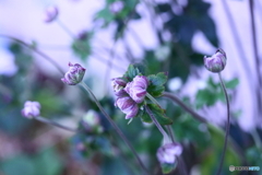 開花スタンバイ(=^・^=)
