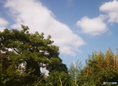 古木(=^・^=)film