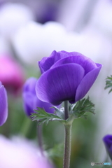 いや〜沢山咲いてますヨ(^o^;