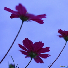 夕風に揺れる(^o^;