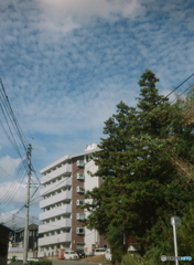北海道のまねきネコが見た秋空u(=^・^=)film