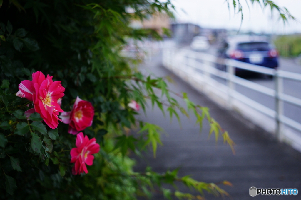 試写/②路傍の薔薇(=^・^=)