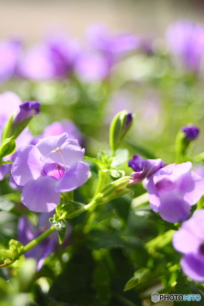 見よ!和製エルマーの写りを＼(^o^)／