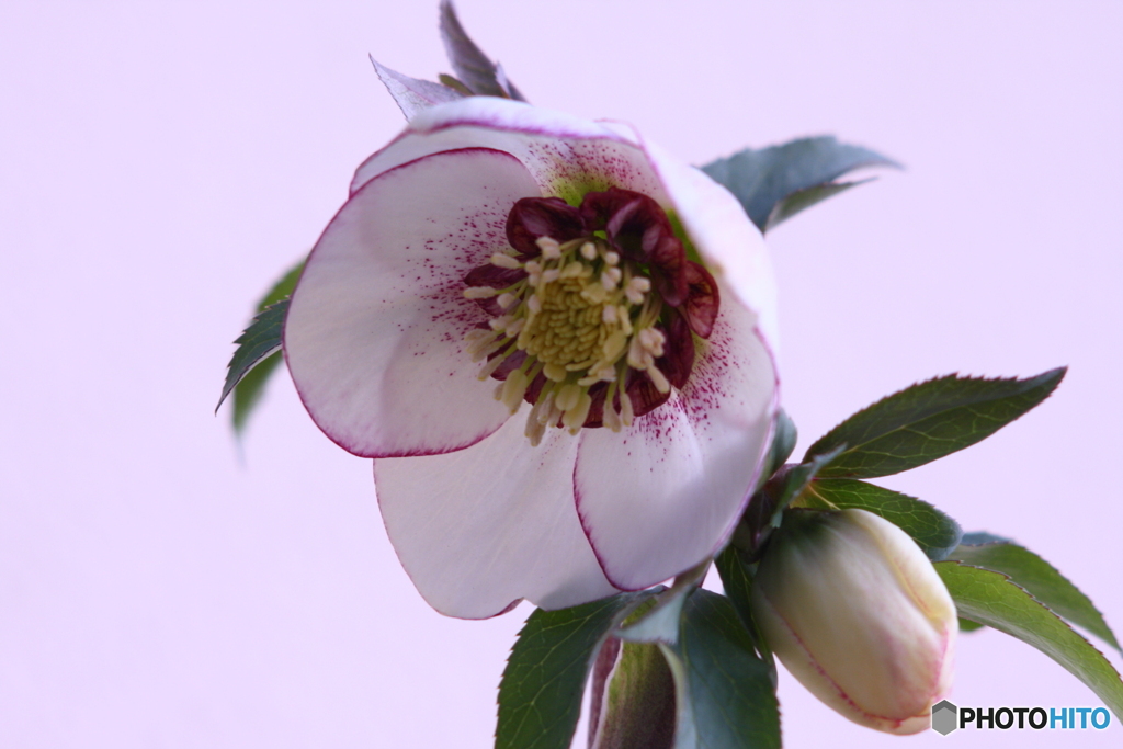 メリークリスマスローズ(^o^;