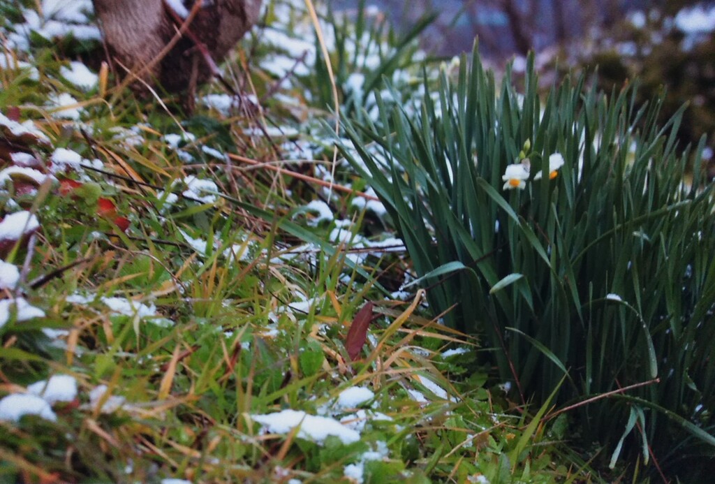 もうすぐ咲くと思いますが(^o^;