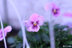 投稿出来るようになりました(_ _;)y