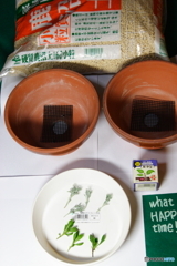 挿し芽(^o^;準備編①