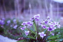 すみれの花(=^・^=)film