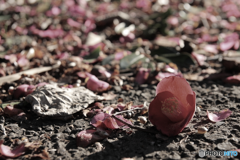 ①いたずら心でフィルムっぽく(^o^;