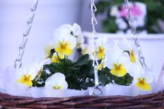 ハンギングバスケットのビオラ(^o^)