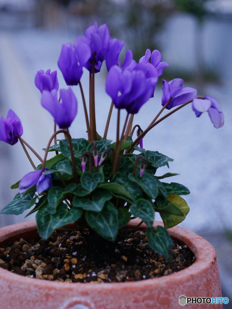 真綿色はしてません(__)