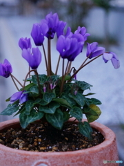 真綿色はしてません(__)