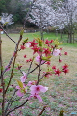 散りても美し陽光桜(=^・^=)d