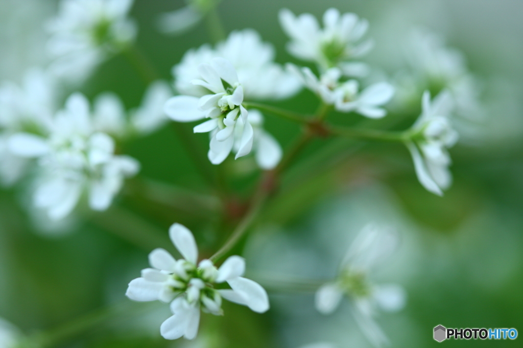 秋風に舞うダイアモンドスター(^o^)