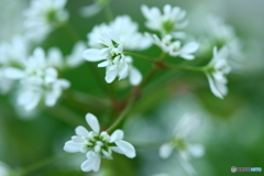 秋風に舞うダイアモンドスター(^o^)