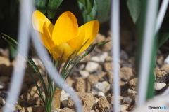 花は遅かった_(_^_)_