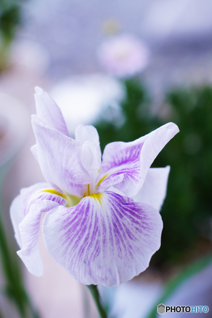 第二弾！咲きました花菖蒲＼^0^／