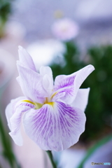 第二弾！咲きました花菖蒲＼^0^／
