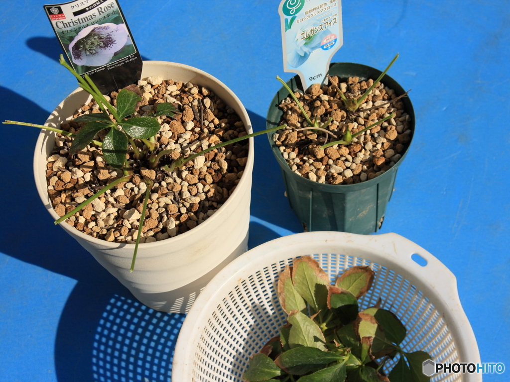クリスマスローズの古葉切り(=^・^=)
