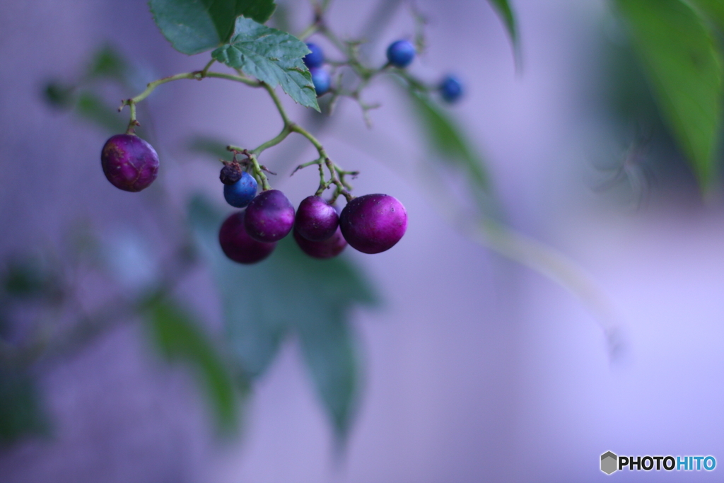 ちっちゃな果実(^o^)