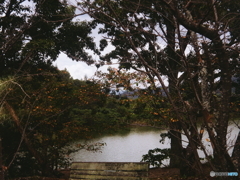 ②シュナイダーは見た！令和の秋(=^・^=)film