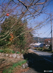 冬晴れと残り柿(=^・^=)flm