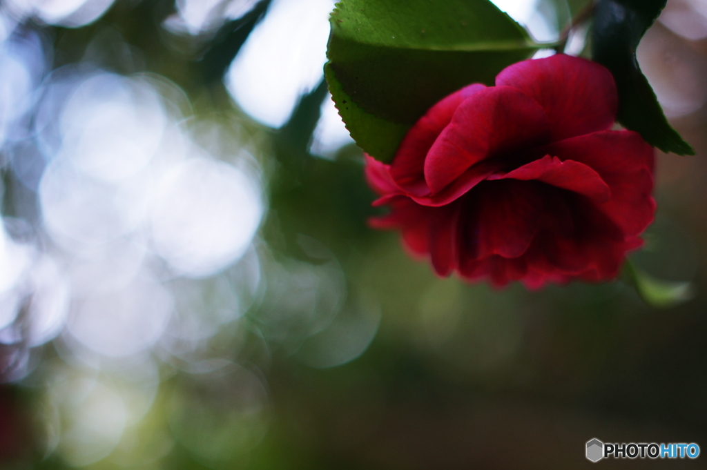 やさしさに包まれたならpart6(=^・^=)