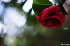 やさしさに包まれたならpart6(=^・^=)