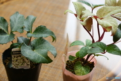 私たち親戚です(=^・^=)