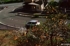 ②色補正有り/柿の木坂(=^・^=)film