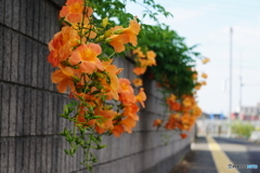 やさしさに包まれたなら(=^・^=)