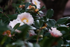 寒さの中で(=^・^=)