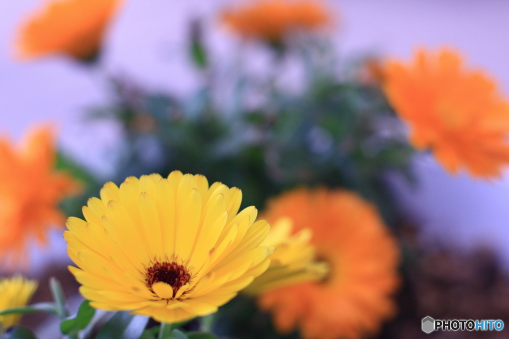 試写ミノルタ50㎜F1.4No,2(^o^;